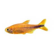 Тетра медная, или Хасемания нана (Hasemania nana)