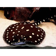 Скат леопольди Poblack самец (Potamotrygon Leopoldi) Скат леопольди Poblack самец (Potamotrygon Leopoldi)