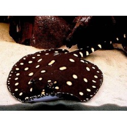 Скат леопольди Poblack самец (Potamotrygon Leopoldi) Скат леопольди Poblack самец (Potamotrygon Leopoldi)
