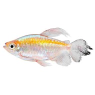 Тетра конго (Phenacogrammus interruptusis)