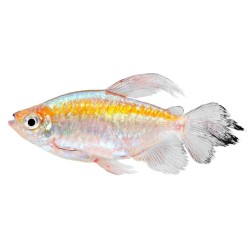 Тетра конго (Phenacogrammus interruptusis) Тетра конго (Phenacogrammus interruptusis)