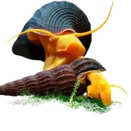 Улитка Оранжевый Кролик (Тиломелания) "Rabbit snail (Tylomelania)" Улитка Оранжевый Кролик (Тиломелания) "Rabbit snail (Tylomelania)"