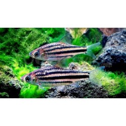 Барбус линейный (Striuntius lineatus) Барбус линейный (Striuntius lineatus)