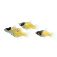 Пецилия пчёлка (Platy Bumblebee, Xiphophorus maculatus) Пецилия пчёлка (Platy Bumblebee, Xiphophorus maculatus)