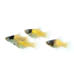 Пецилия пчёлка (Platy Bumblebee, Xiphophorus maculatus) Пецилия пчёлка (Platy Bumblebee, Xiphophorus maculatus)