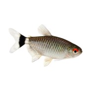 Филомена, или мюнхаузия красноглазая (Moenkhausia sanctaefilomenae)