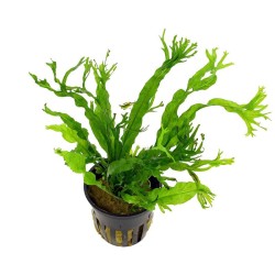 Папоротник Винделов (Microsorum Pteropus "Windelov") Папоротник Винделов (Microsorum Pteropus "Windelov")