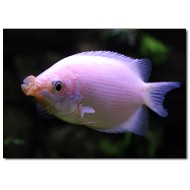 Гурами целующийся (Helostoma temminkii) Гурами целующийся (Helostoma temminkii)