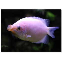 Гурами целующийся (Helostoma temminkii) Гурами целующийся (Helostoma temminkii)