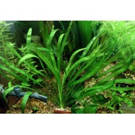 Эхинодорус Виридис (Echinodorus "Wiridis")