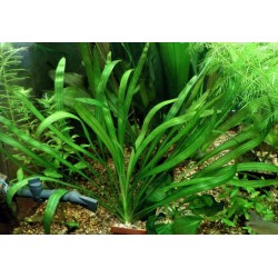Эхинодорус Виридис (Echinodorus "Wiridis") Эхинодорус Виридис (Echinodorus "Wiridis")