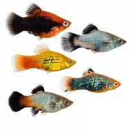 Пецилия ассорти (Xiphophorus maculatus) Пецилия ассорти (Xiphophorus maculatus)