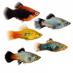 Пецилия ассорти (Xiphophorus maculatus) Пецилия ассорти (Xiphophorus maculatus)
