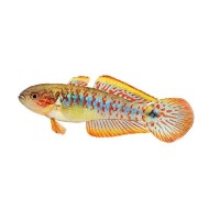 Элеотрис ковровый (Teteurndina ocellicauda)