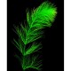Перистолистник елочный (Myriophyllum elatinoides) 