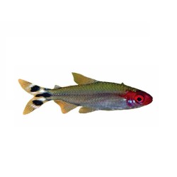 Родостомус (Hemigrammus rhodostomus) Родостомус (Hemigrammus rhodostomus)