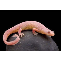 Испанский тритон (Lissotriton boscai)