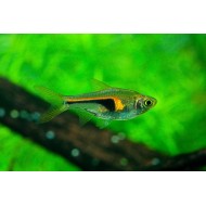 Расбора Хенгеля (Trigonostigma hengeli)