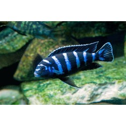 Демасони (Pseudotropheus Demasoni) Демасони (Pseudotropheus Demasoni)