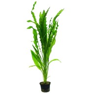 Апоногетон живородящий (Aponogeton undulatus) 