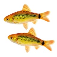 Барбус шуберта (Puntius semifasciolatus) 