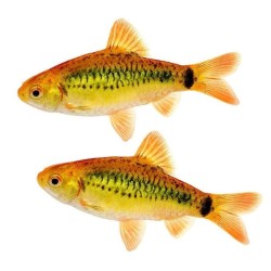 Барбус шуберта (Puntius semifasciolatus)  Барбус шуберта (Puntius semifasciolatus)