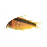 Коридорас Рабаути (Corydoras rabauti)