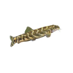 Вьюн "Зодиак" (Mesonoemacheilus triangularis) Вьюн "Зодиак" (Mesonoemacheilus triangularis)