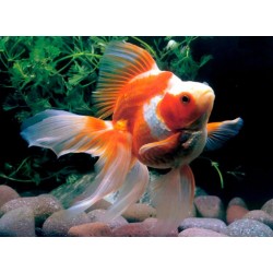 Вуалехвост красный, красно-белый (Carassius auratus) Вуалехвост красный, красно-белый (Carassius auratus)
