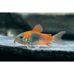 Коридорас венесуэла оранж (Corydoras aeneus «Venezuela Orange») Коридорас венесуэла оранж (Corydoras aeneus «Venezuela Orange»)