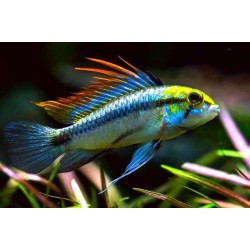 Апистограмма трёхполосая (Apistogramma trifasciata) Апистограмма трёхполосая (Apistogramma trifasciata)