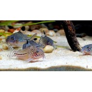 Коридорас леопардовый (Corydoras julii)