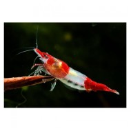 Креветки Рили (Neocaridina heteropoda var. Rili) Креветки Рили (Neocaridina heteropoda var. Rili)