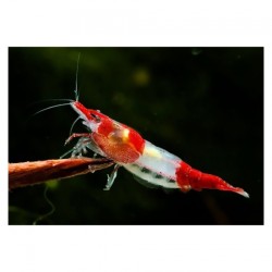 Креветки Рили (Neocaridina heteropoda var. Rili) Креветки Рили (Neocaridina heteropoda var. Rili)