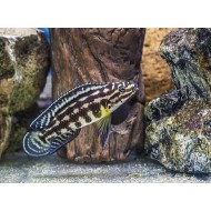 Юлидохромис Марлиера (Julidochromis marlieri) Юлидохромис Марлиера (Julidochromis marlieri)