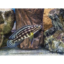 Юлидохромис Марлиера (Julidochromis marlieri) Юлидохромис Марлиера (Julidochromis marlieri)