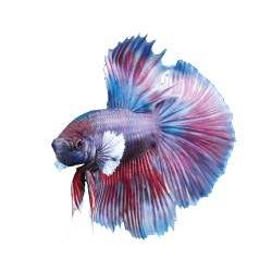 Betta Dumbo Super Delta