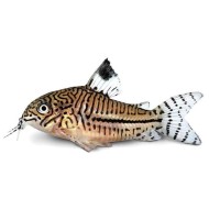 Коридорас леопардовый (Corydoras julii)