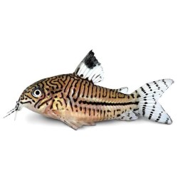 Коридорас леопардовый (Corydoras julii) Коридорас леопардовый (Corydoras julii)