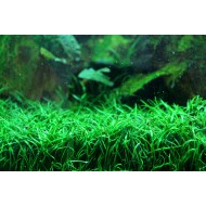 Лилеопсис бразильский (Lilaeopsis brasiliensis) Лилеопсис бразильский (Lilaeopsis brasiliensis)