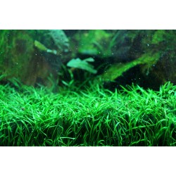 Лилеопсис бразильский (Lilaeopsis brasiliensis) Лилеопсис бразильский (Lilaeopsis brasiliensis)