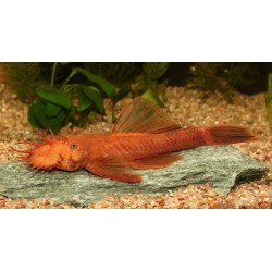 Ancistrus roșu (Ancistrus dolichopterus red) 