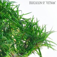 Эриокаулон Вьетнам (Eriocaulon sp. Vietnam) Эриокаулон Вьетнам (Eriocaulon sp. Vietnam)
