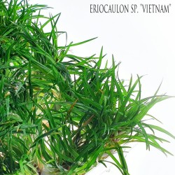 Эриокаулон Вьетнам (Eriocaulon sp. Vietnam) Эриокаулон Вьетнам (Eriocaulon sp. Vietnam)