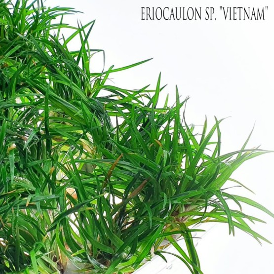 Eriocaulon sp. Vietnam