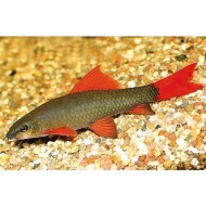 Лабео зеленый (Labeo frenatus) Лабео зеленый (Labeo frenatus)