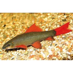 Лабео зеленый (Labeo frenatus) Лабео зеленый (Labeo frenatus)