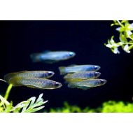 Aplocheilichthys normani