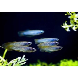 Aplocheilichthys normani