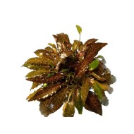 Криптокорина нури (Cryptocoryne nurii "Rosen Maiden")  Криптокорина нури (Cryptocoryne nurii "Rosen Maiden")